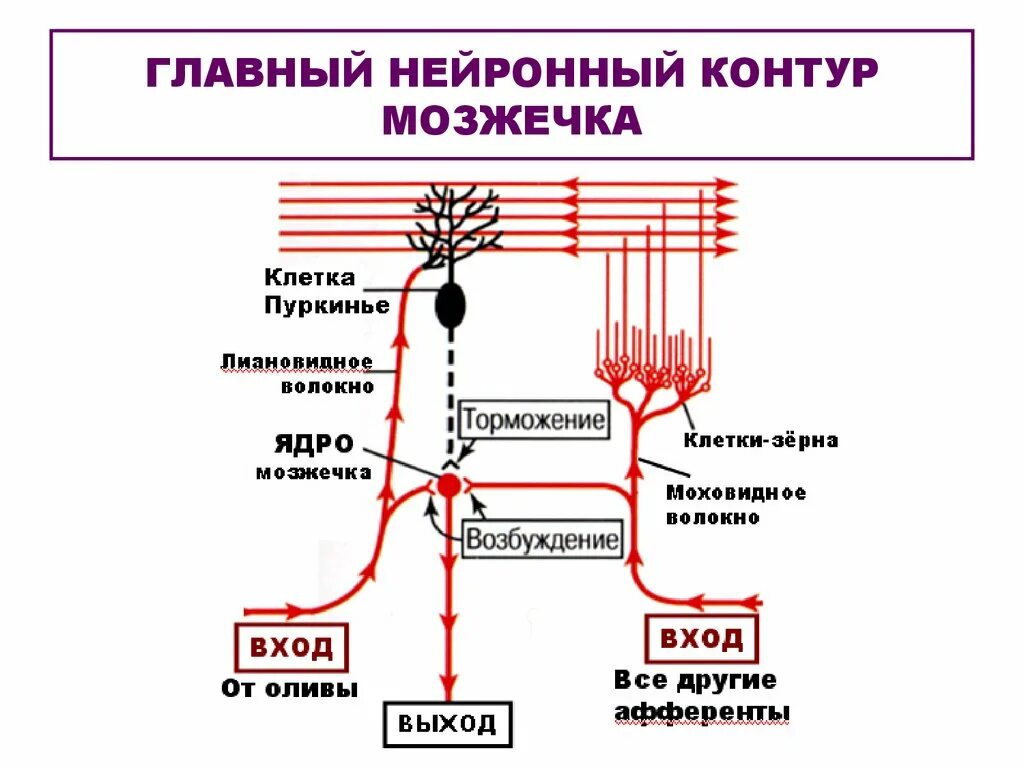 Функции клеток мозжечка. Функции клеток мозжечка