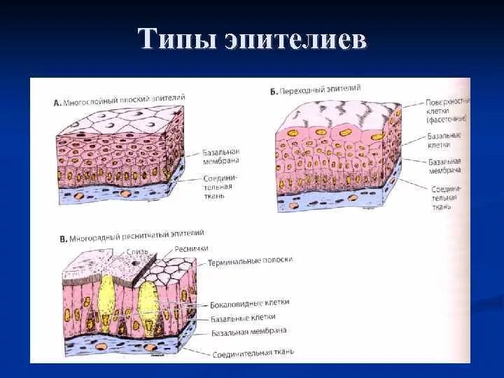 Где находится эпителий