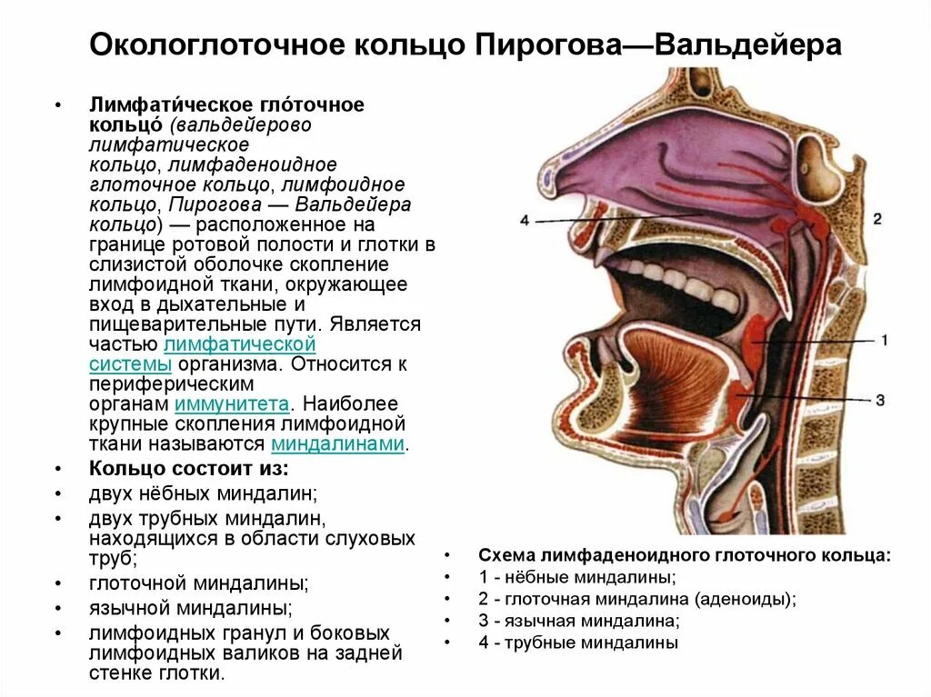 Глоточное лимфоидное кольцо Пирогова-Вальдейера. Миндалины лимфоэпителиального кольца Пирогова-Вальдейера. Миндалины глоточного кольца строение и функции. Глоточное кольцо Пирогова анатомия