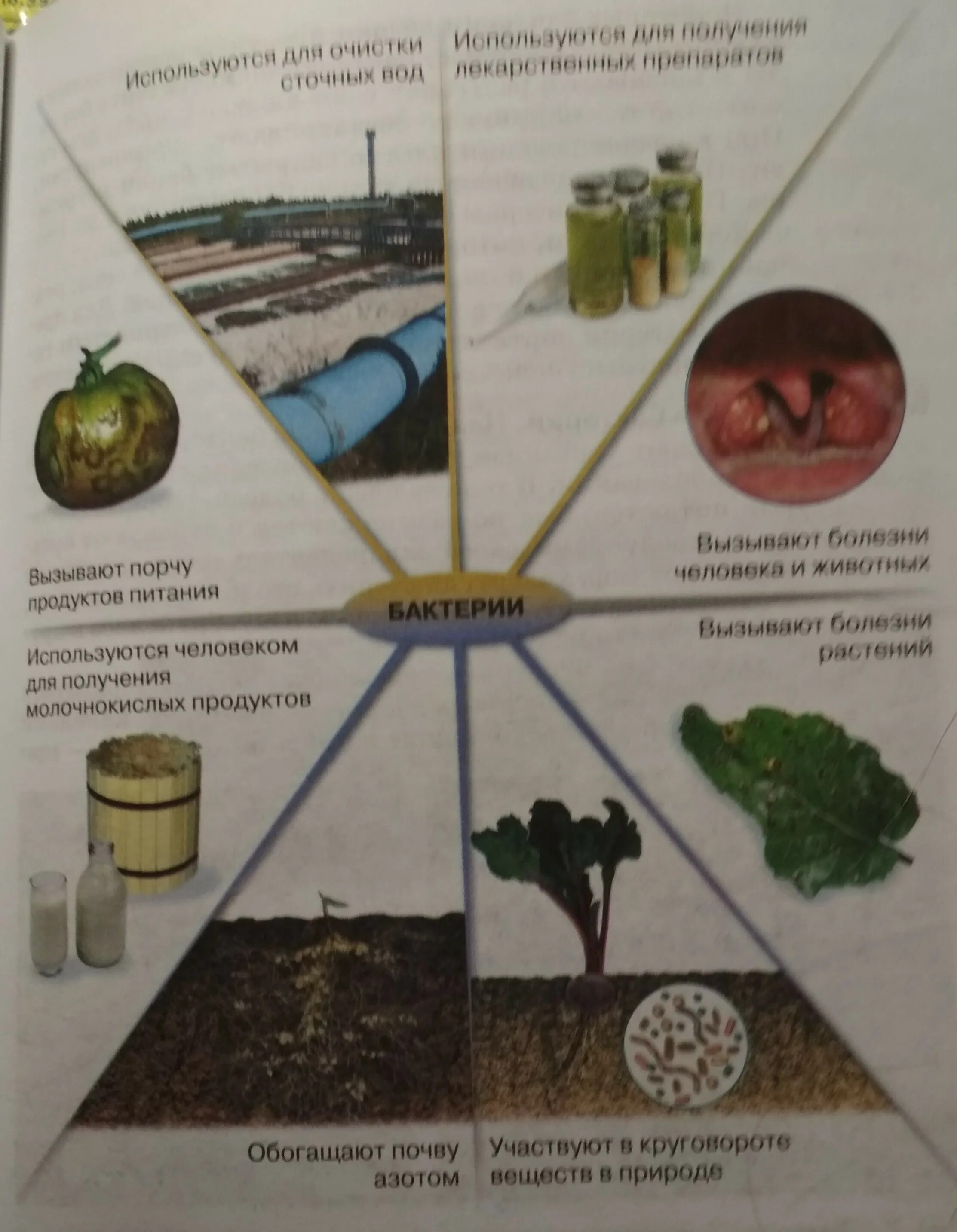 Грибы вызывающие порчу продуктов питания. Роль бактерий. Роль бактерий в жизни человека. Бактерии портят продукты питания. Вызывают порчу продуктов питания.