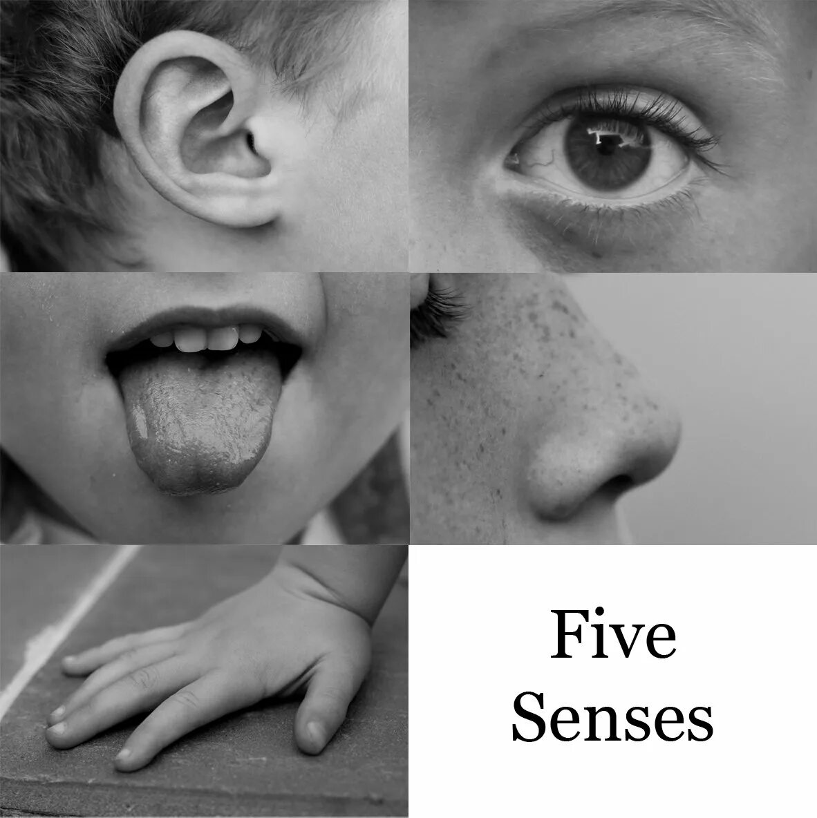 Органы чувств. Чувства обоняние осязание слух зрение. Чувства человека 5 чувств. Эмоции человека 5 чувств.