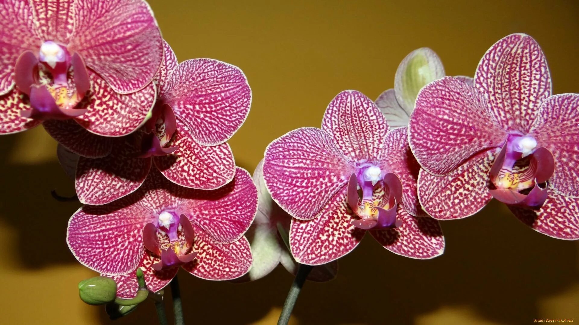 Орхидея мультифлора Brazilian fever - OrchidSale
