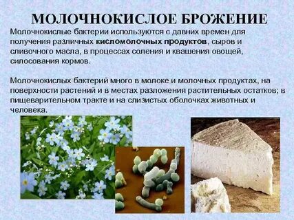 Процессы молочнокислых бактерий