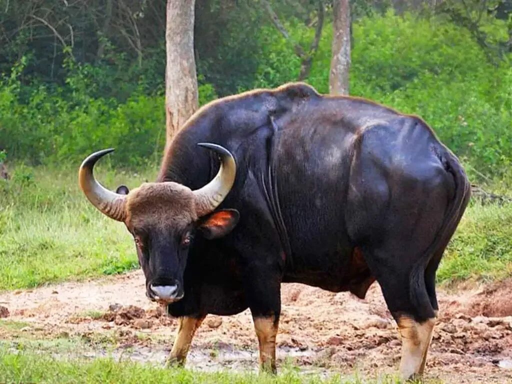Дикий бык 5. Дикий бык Гаур. Индийский бык Гаур. Гаур гаял. Индийский Лесной бык Гаур.