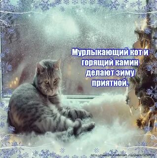 Котики воскресенье