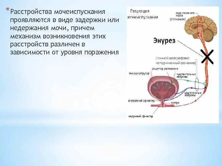 Схема процесса мочеиспускания. Схема регуляции процесса мочеиспускания. Мочевой пузырь регуляция мочеиспускания. Рефлекторная дуга мочевого пузыря. Раскройте механизмы регуляции мочеиспускания