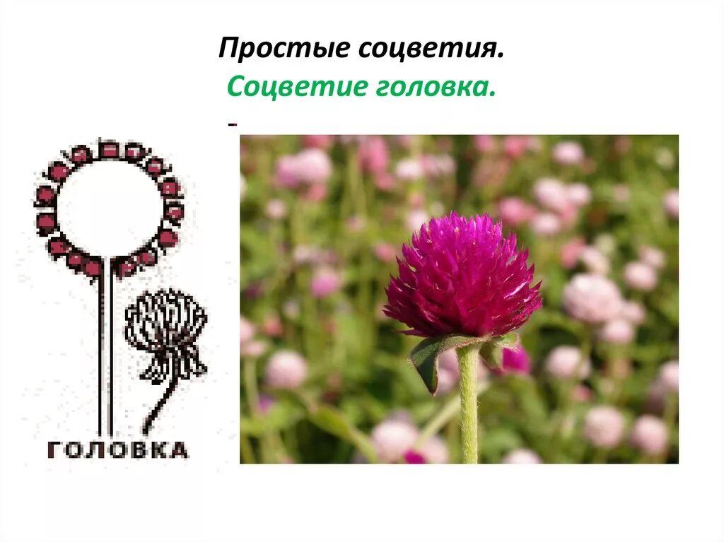 Картинки СОЦВЕТИЕ МУТОВКА