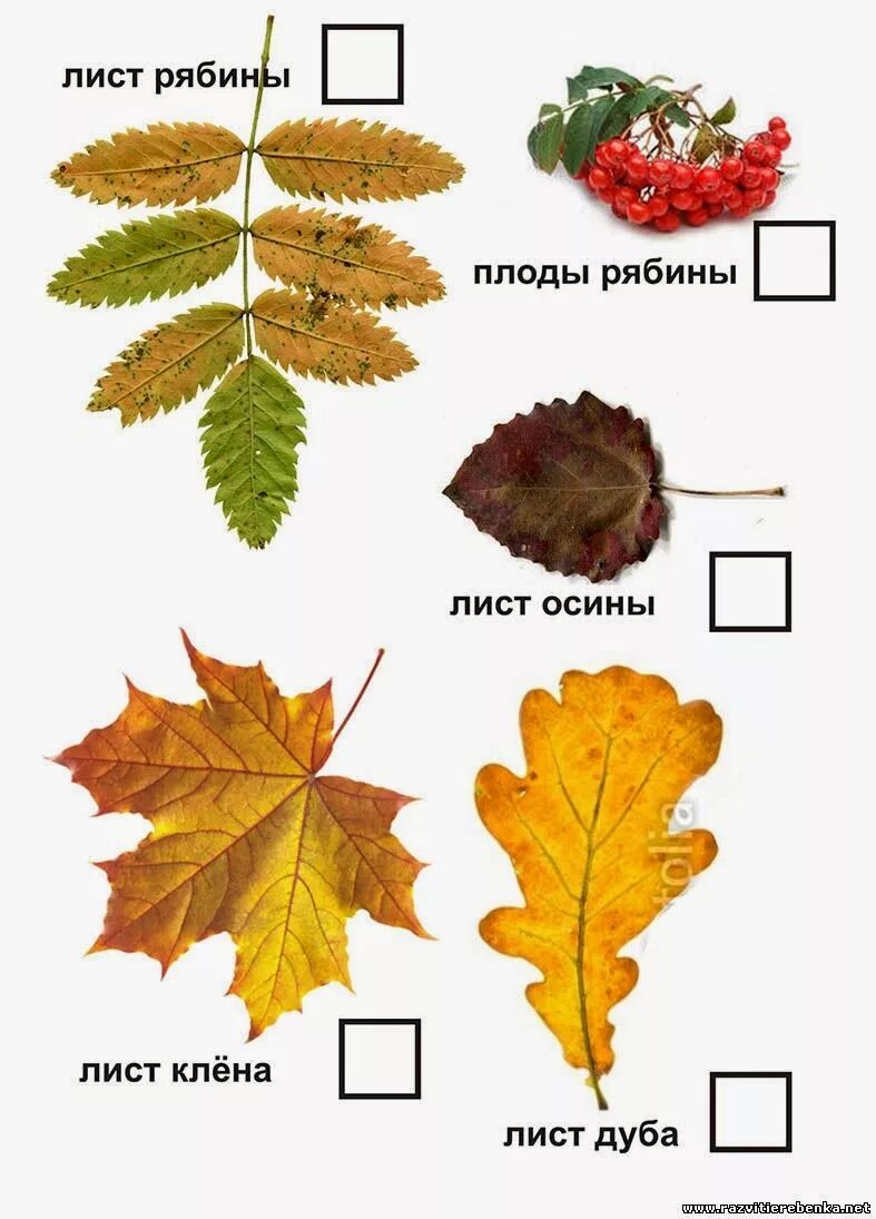 Листья дуба клена рябины. Листья деревьев клен, дуб, осина, ясень. Листья клена рябины дуба березы. Листья дуба березы рябины клена осины. Лист дуба березы клена осины.