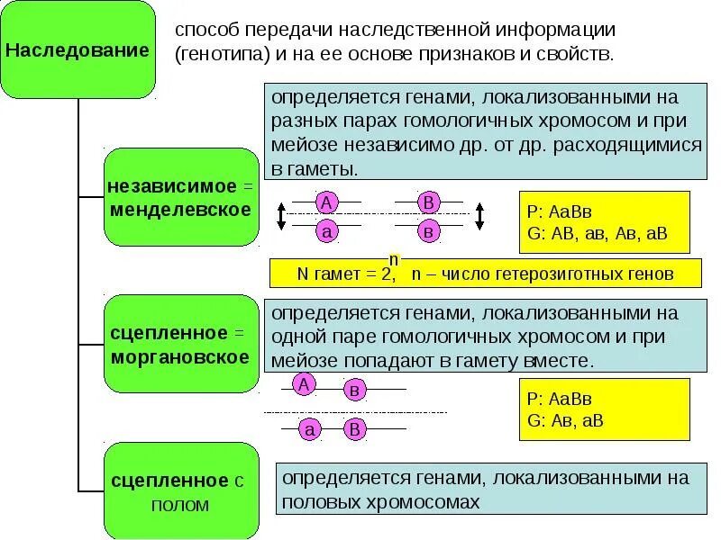 Передача наследственной информации начинается на уровне