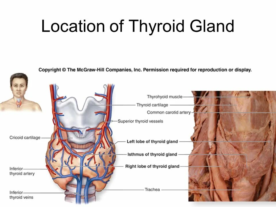 The Importance of the Thyroid Gland