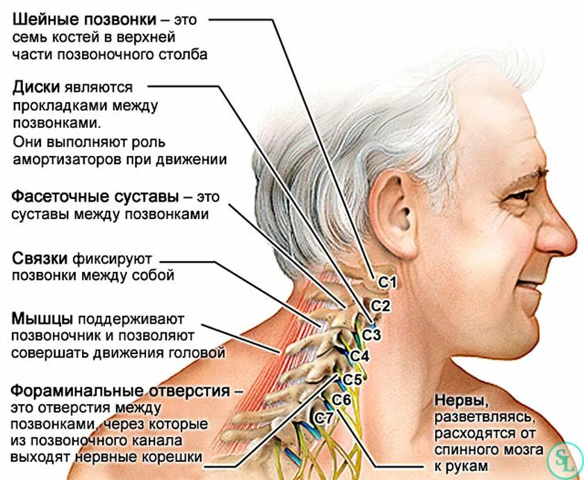 Защемило правую сторону шеи что делать. Расположение 1 шейный позвонок. С3 с6 позвонки шейного отдела. Шейн отел позвоночника анатомия. Шейнийотдел позвоночника.