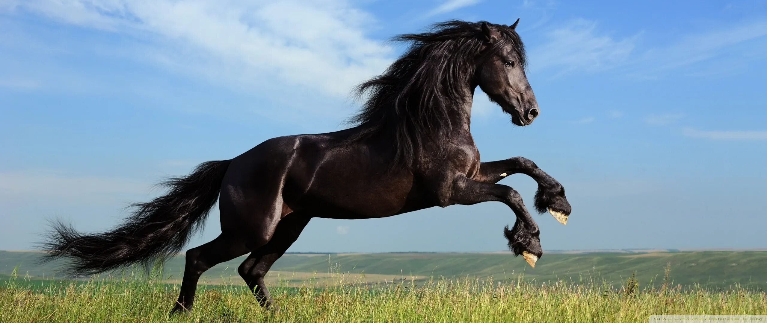 Лошадь на дыбах. Лобанов павел сергеевич. Лошадь гнедой мустанг. Лошадь арабский скакун мустанг. Земля на дыбы.