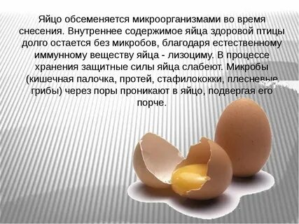 Почему яйцо тупое
