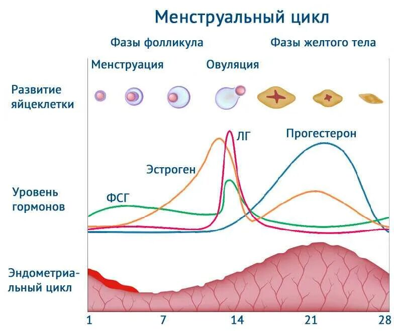 Фазы менструационного цикла схема. Гормональный цикл женщины фазы. Фазы менструационного цикла фолликулярная лютеиновая. Фазы менструационного цикла и гормоны норма.