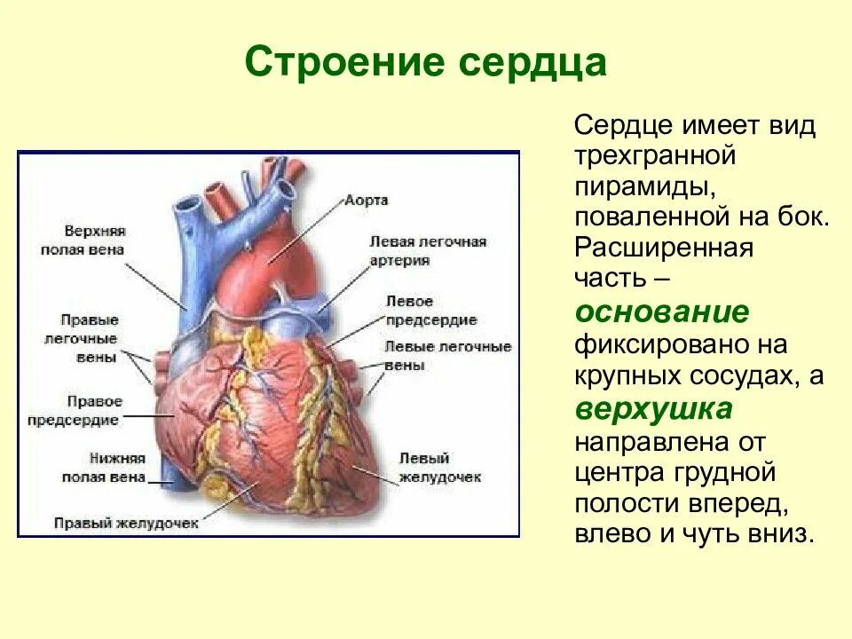 Сердце тип строения
