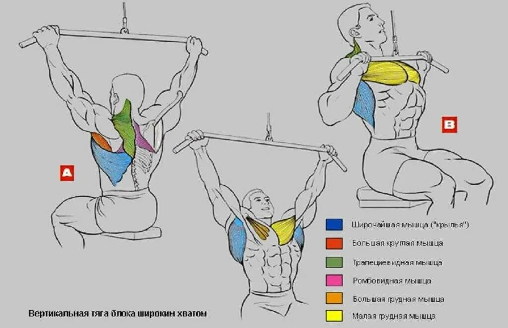 Тиаго вертикального блока обратным хватом. Тяга вертикального блока узким хватом мышцы. Тяга блока сверху широким хватом. Тяга верхнего блока прямым широким хватом.