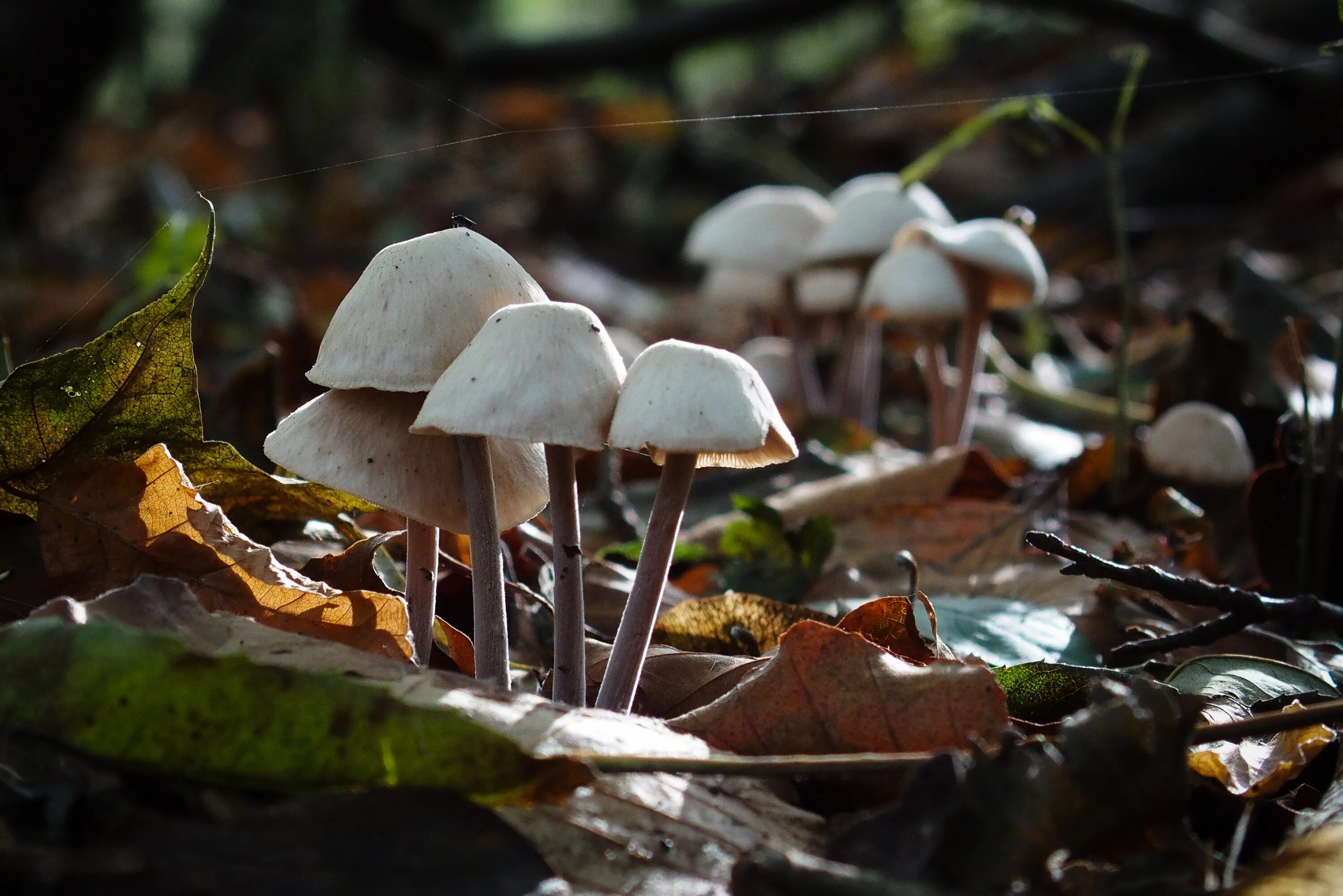 Хороша грибами время года. Осенние грибы. Грибы осенью. Осенние грибы картинки. Осень грибы.