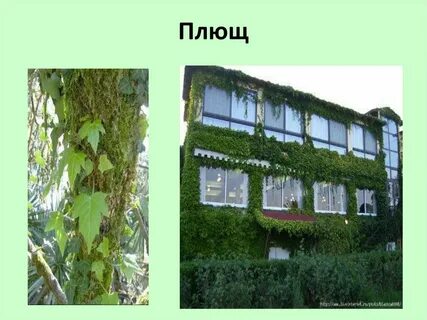 Плющ существительное