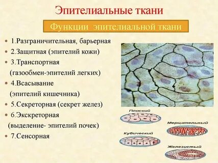 Какая ткань транспортная
