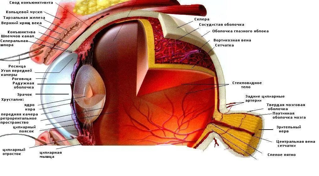 Внутреннее строение глазного яблока анатомия. Анатомическое строение глаза человека схема. Анатомические структуры глаза анатомия. Анатомические структуры органа зрения анатомия. За зрачком в органе зрения человека находится