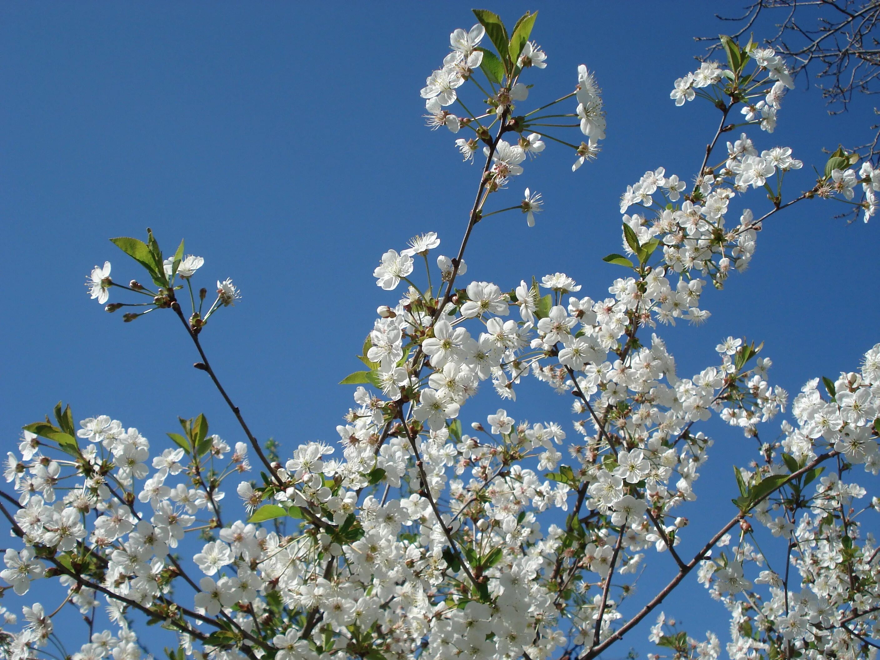 Вишня в цвету фото. Цветущая вишня дерево. Яблоня черри блоссом. Вишня дерево цветение. Деревья вишня весной цветут.