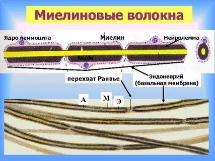 Миелиновое нервное