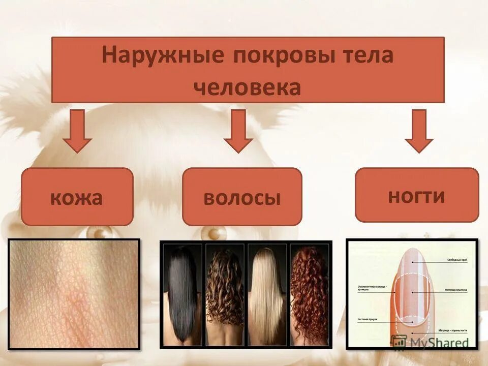 Можно ли по состоянию кожных покровов человека. Покровы тела человека 8 класс биология. Наружные покровы кожи человека. Покров кожи человека. Строение кожи ногтя волос.