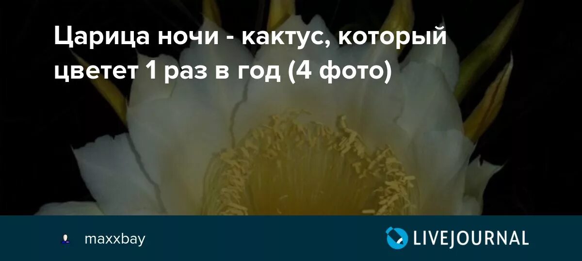 Цветок расцветает раз в год. Цветок пророка. Цветы которые цветут раз в 400 лет. Цветок цветет 1 раз в 400 лет. Цветы которые распускаются раз в 400 лет.