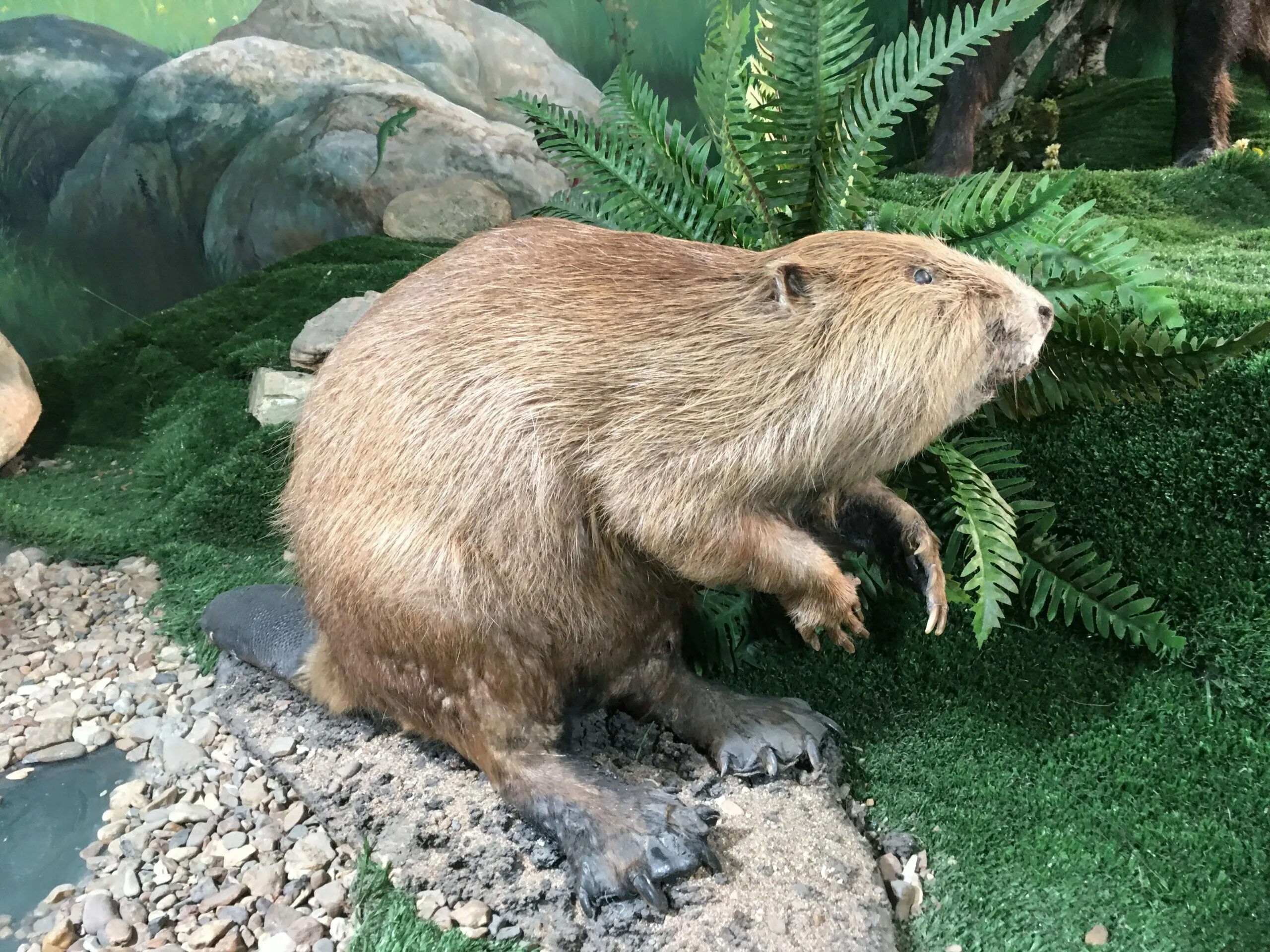 Работа бобра. Бобр задания практические. Бобр ондатра выдра. Бобры в липецкой области. Работа бобра.