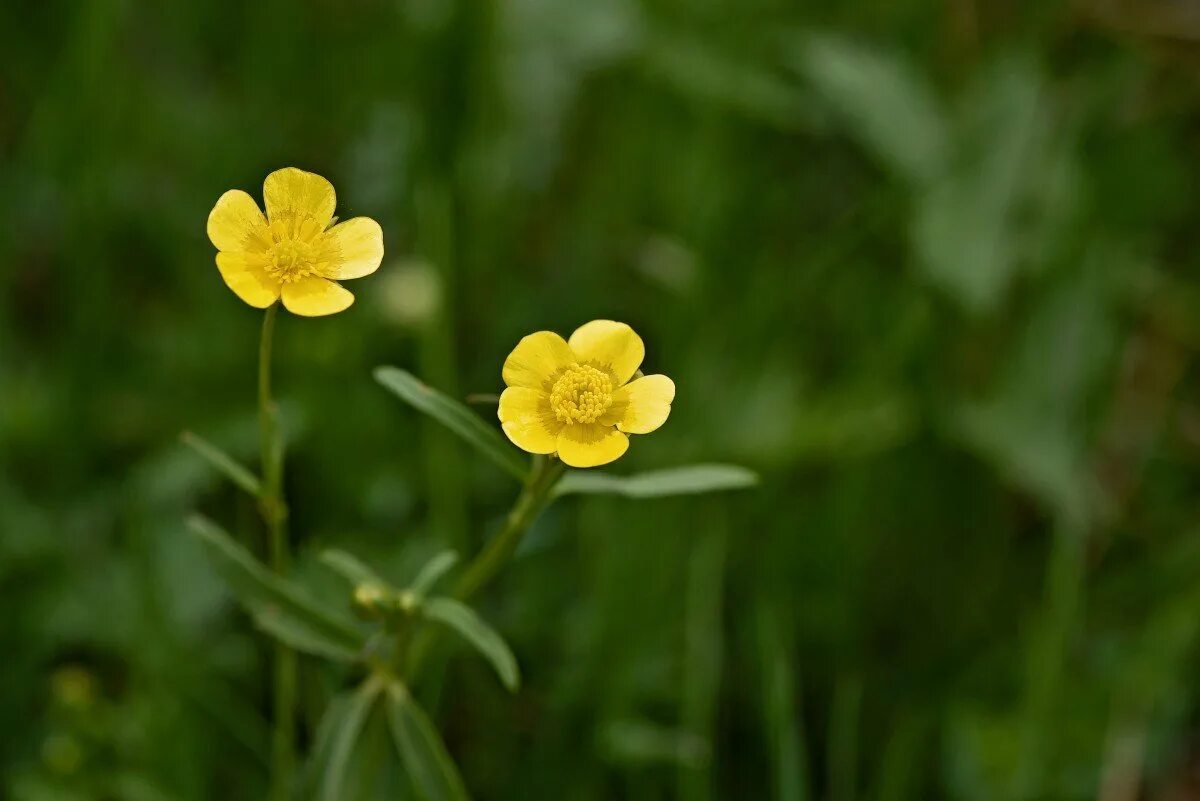 Цветы куриная слепота фото. Лютик едкий. Лютик едкий Луговой. Ranunculus Acris Лютик едкий. Лютик куриная слепота.