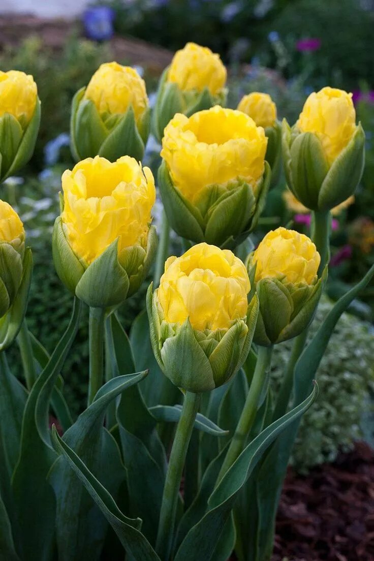 Как называется желтый тюльпан. Тюльпан монте пион. тюльпан tulipa. тюльпан бастер ред. тюльпан махровый поздний ванилла кап.