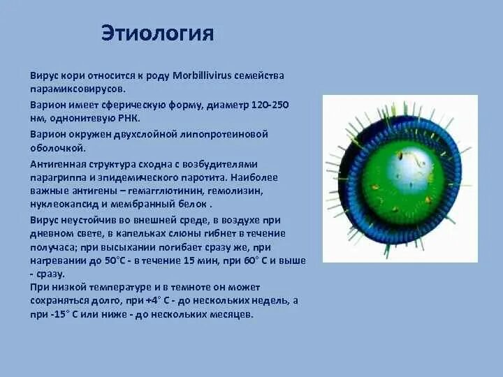 Корь происхождение. Антигенная структура кори. Антигенное строение вируса кори. Антигенная структура вируса кори. Вирус кори микробиология патогенез.