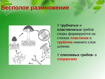 Грибы размножение