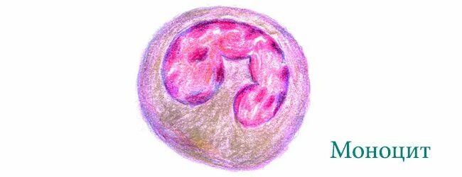 Моноциты строение. Моноциты картинки. Моноциты строение. Моноциты строение. 8.