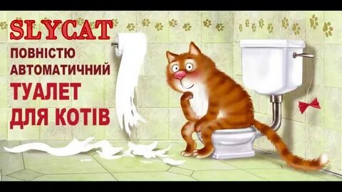 Кот ест туалет