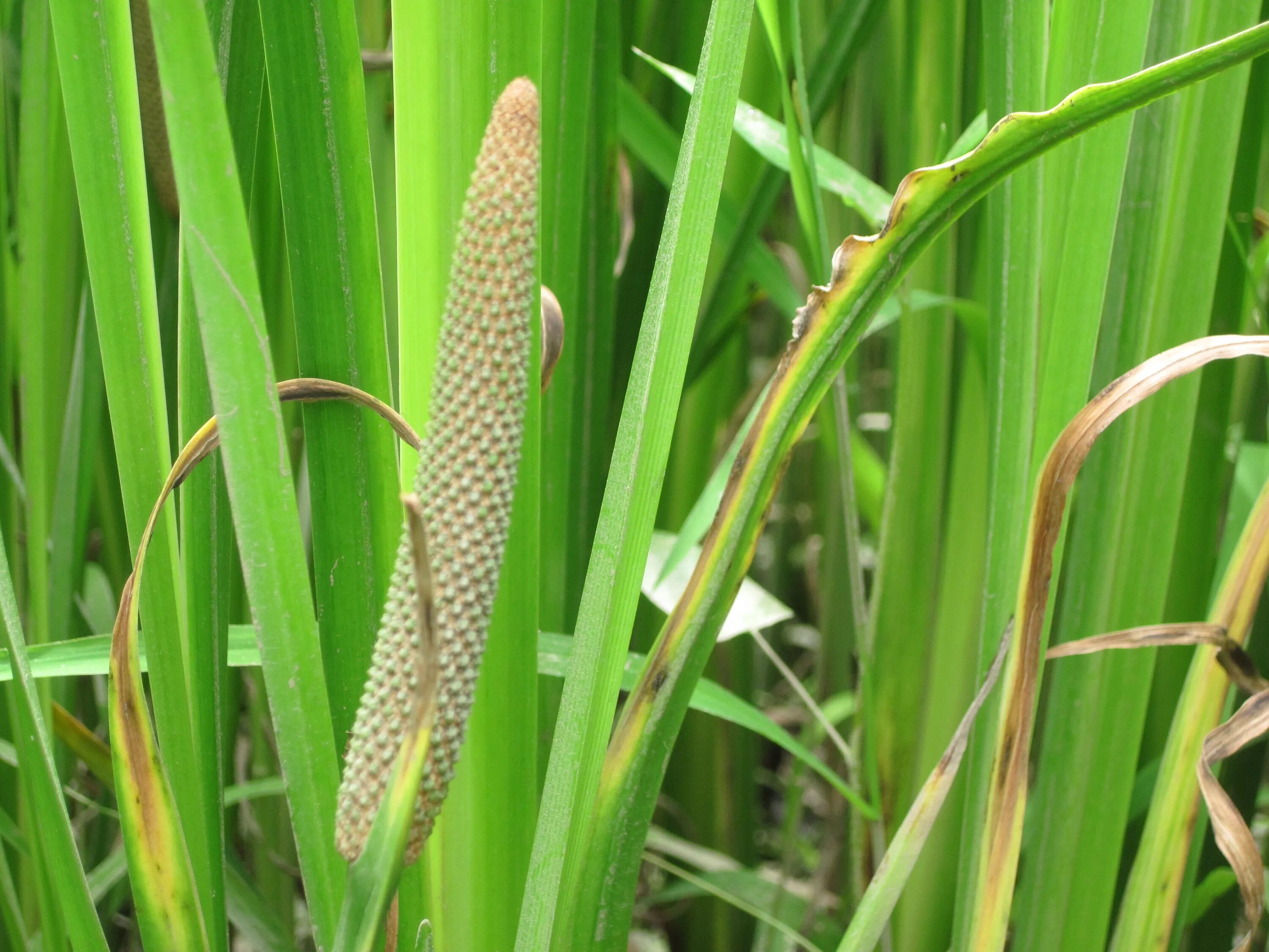 АИР обыкновенный - Acorus Calamus. АИР болотный (Acorus Calamus). АИР болотный (Acorus Calamus) p9. Рис. 3.15. АИР обыкновенный (АИР болотный) - Acorus Calamus l.:. Аир фон