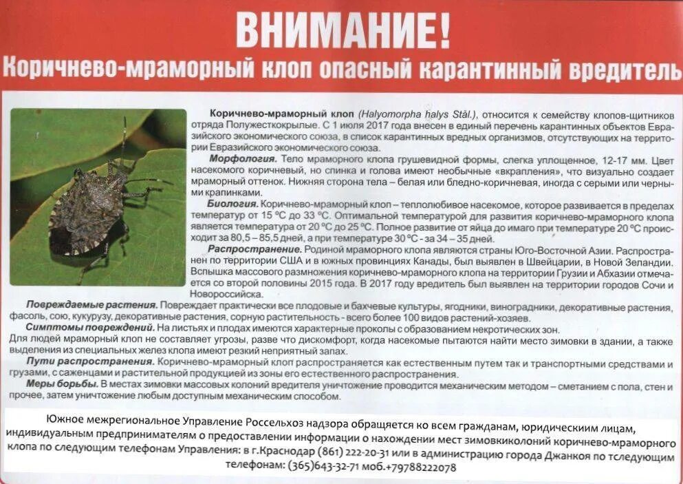 Какие болезни переносят клопы