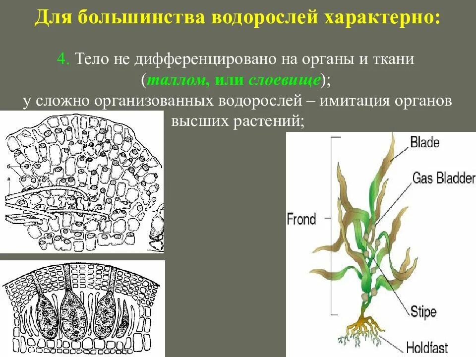 Тело водорослей не имеет органов и тканей