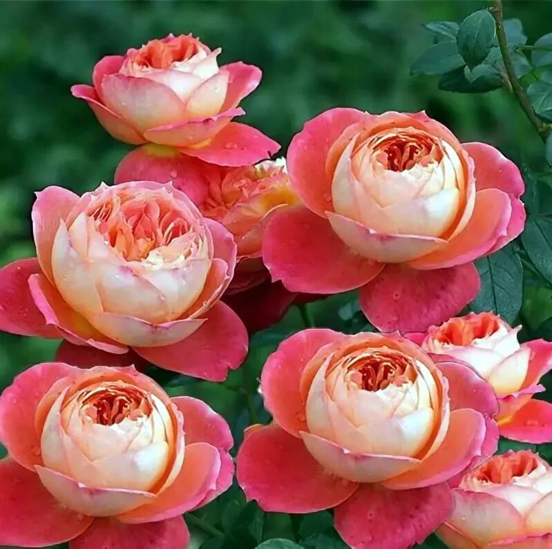 Флорибунда / куин оф хартс. Куин оф. Роза парковая квин оф свиден. Роза кордес квин оф хартс. Роза куин оф свиден.