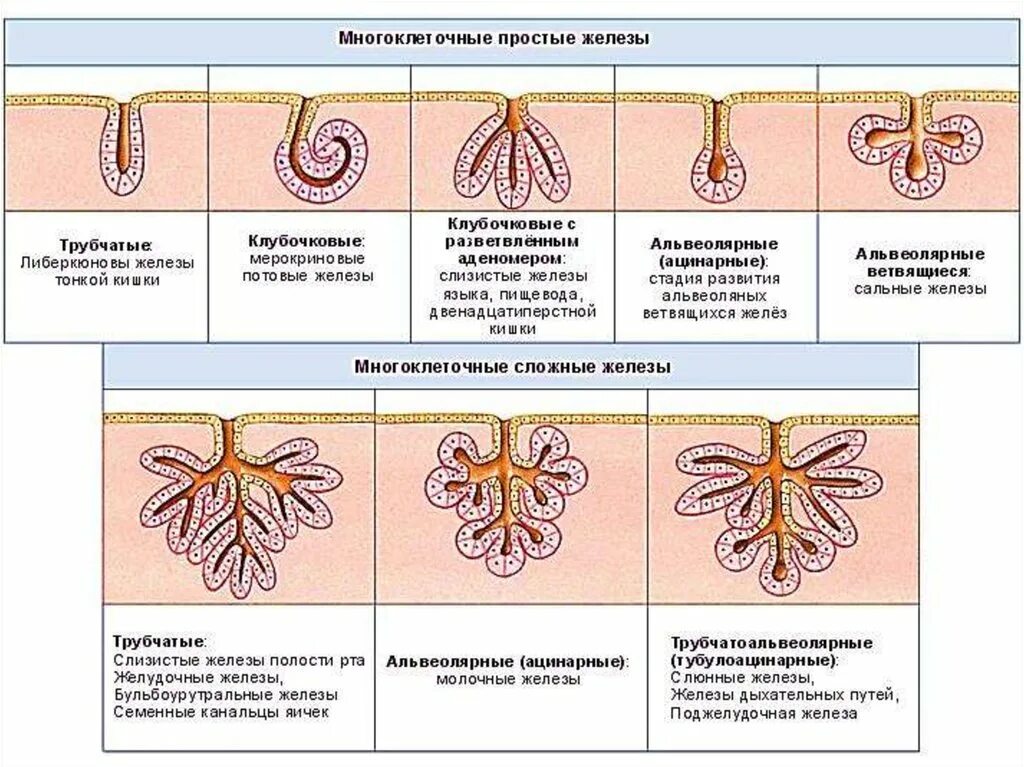 Строение экзокринной железы гистология. Экзокринные железы классификация гистология. Многоклеточные экзокринные железы. Морфологическая классификация экзокринных желез гистология.