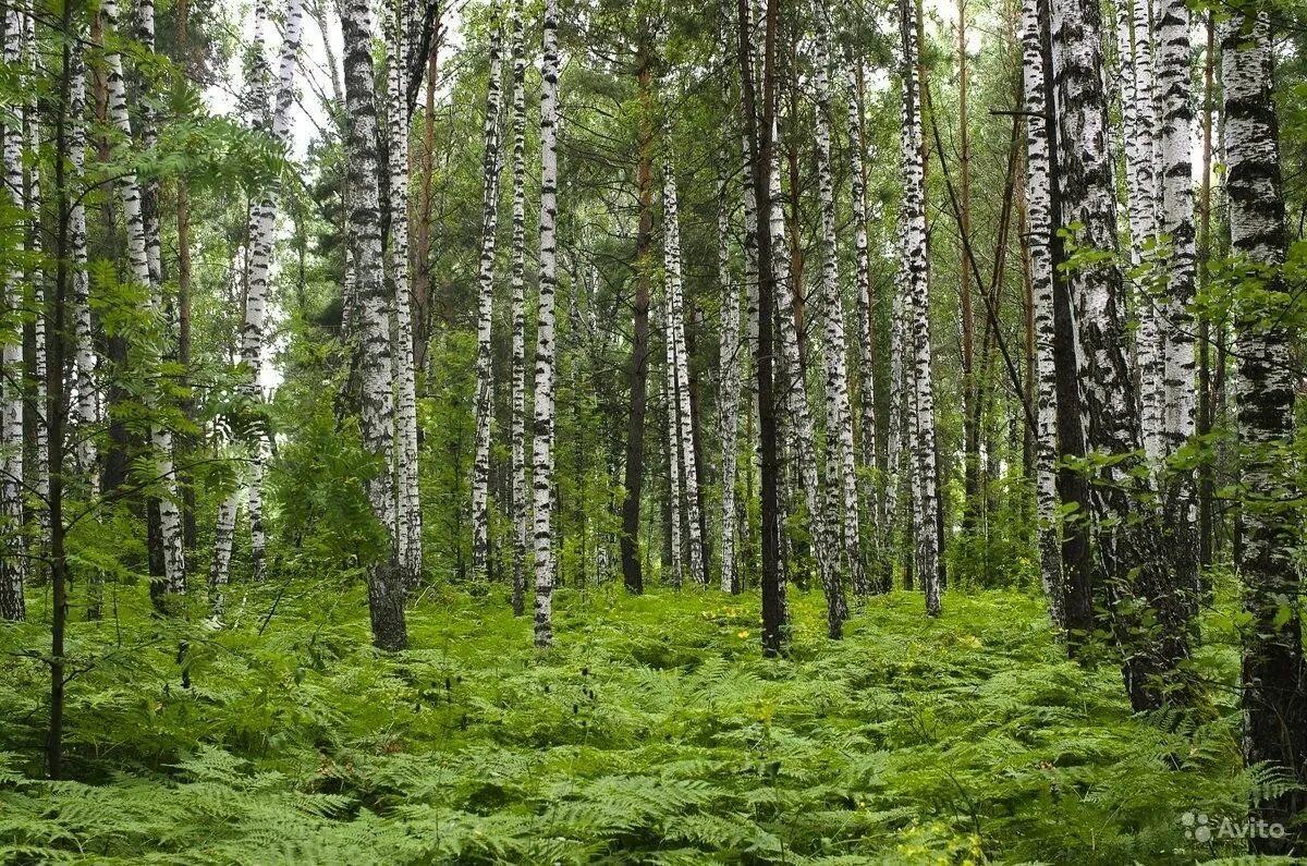 Хвойно мелколиственные леса. Лесная зона. Смешанный лес. Леса европейской части России.
