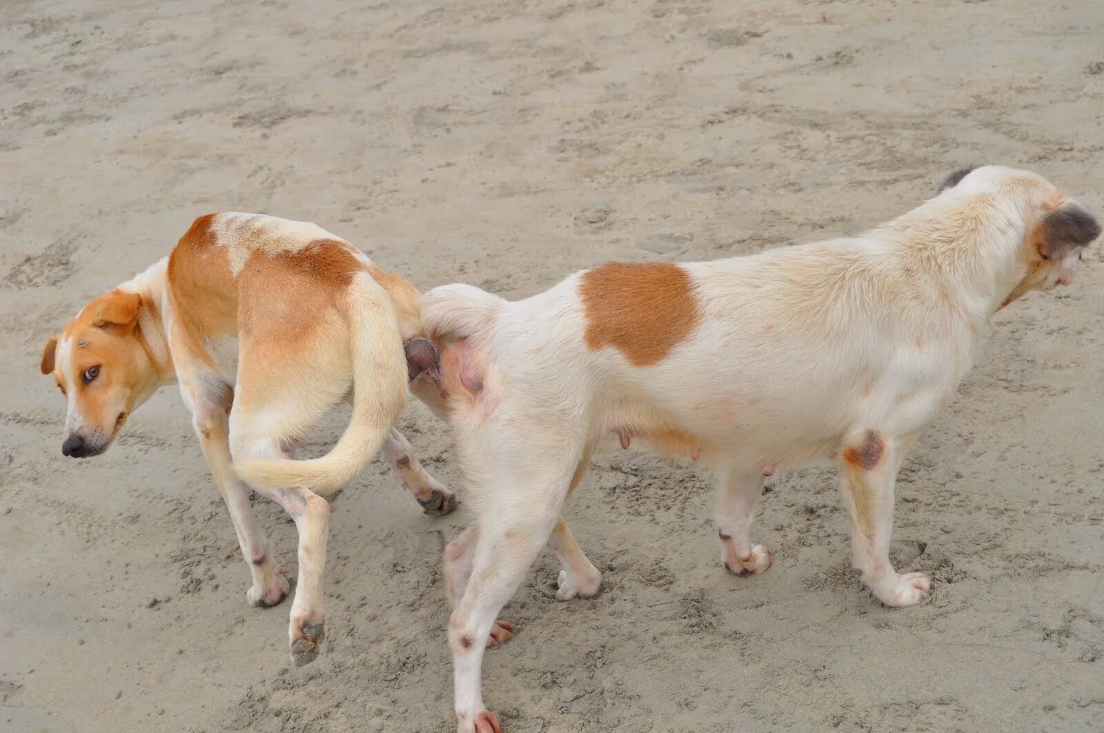 Сцепка у собак. Сцепка у собак. Собаки слипаются при спаривании. Собаки приклеились друг к другу. Собаки слипаются при спаривании.