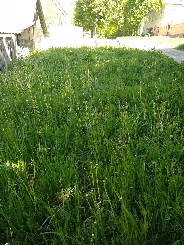 Кошеная трава не кошеная. Некошенная трава. Кошеная утром трава. Некошеная трава скошенная трава кошеная. Цвет скошенной травы.