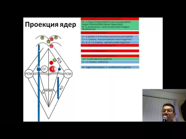 Топография ядер черепных нервов. Ромбовидная ямка ядра черепных нервов. проекция ядер черепно-мозговых нервов на ромбовидную ямку. ромбовидная ямка ядра черепных нервов схема. ядра ромбовидной ямки схема.