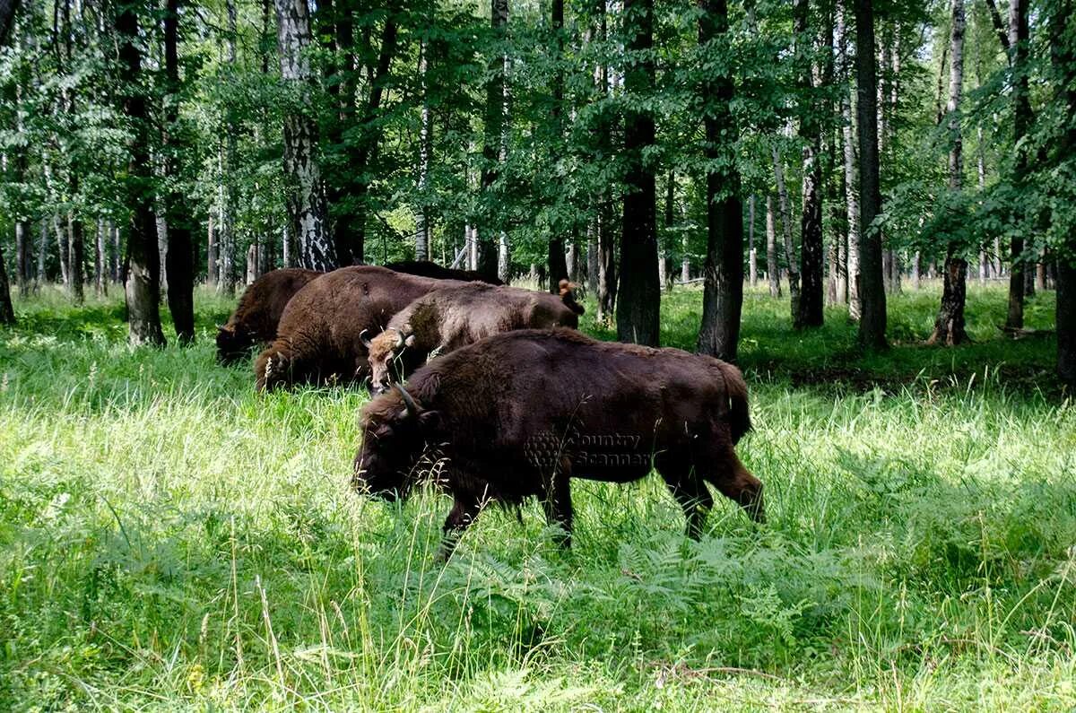 Серпухов данки заповедник. Биосферный заповедник серпухов. Заокский заповедник зубры. Приокско-террасный заповедник серпухов. Окский заповедник серпухов зубры.