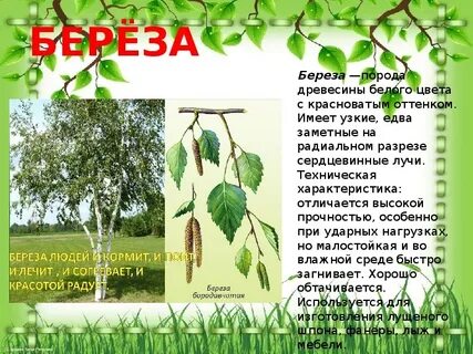 Весной береза окружающий мир 2 класс