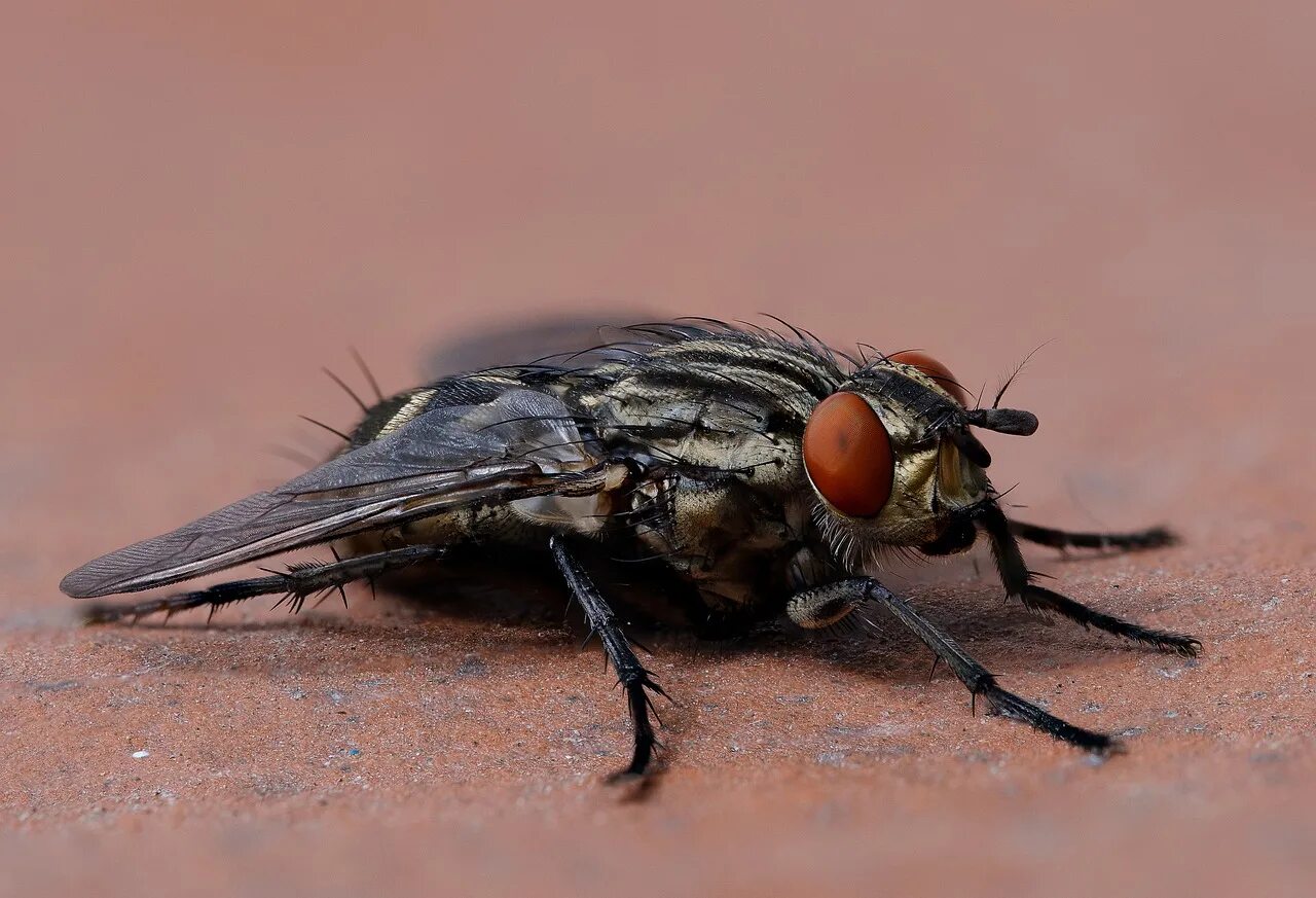 Мухи группа животных. Муха ЦЕЦЕ В России. Musca domestica комнатная Муха. Муха домашняя Musca domestica. Муха краснохвостая.