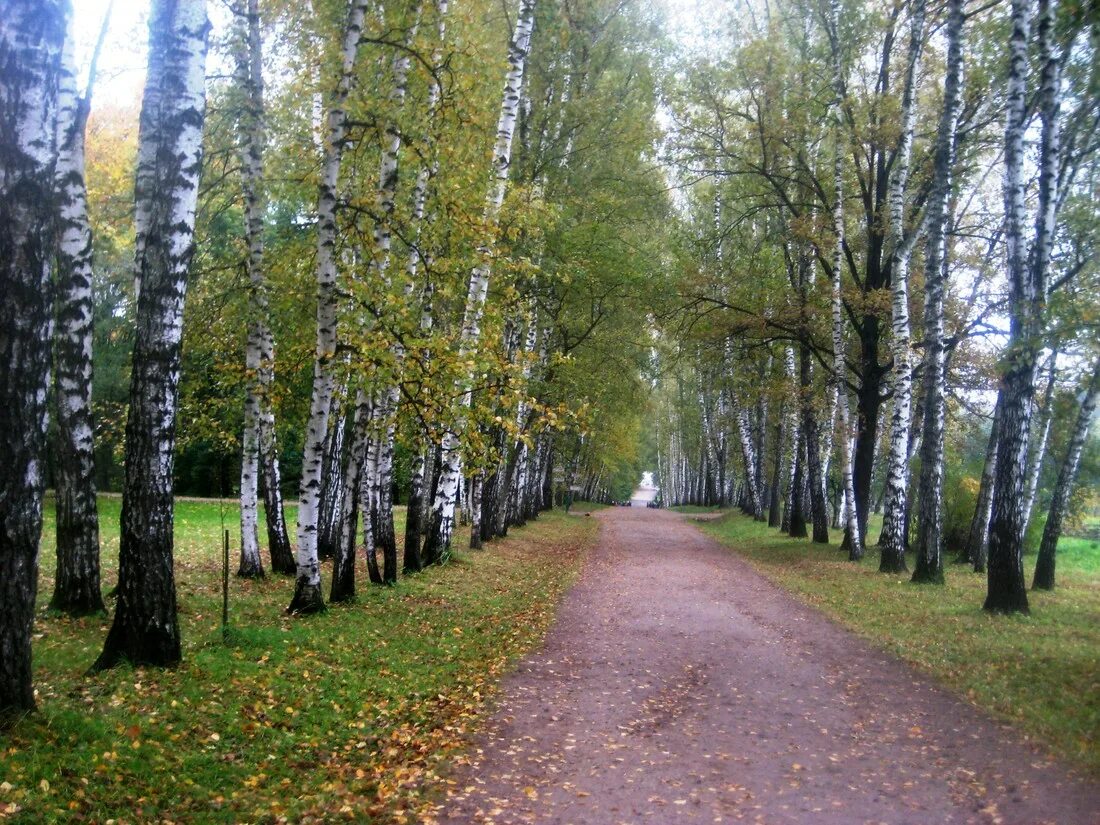 Ясная Поляна Тула природа. Усадьба Ясная Поляна. Ясная Поляна усадьба парк. Ясная Поляна л.н.Толстого.