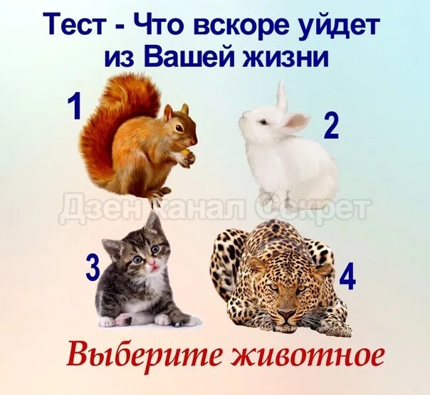 Тесты животные картинки