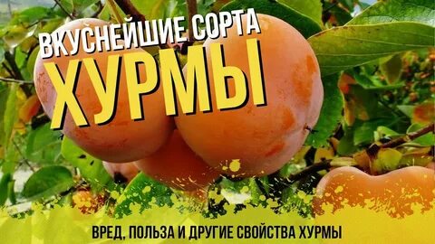 Хурма характеристика и описание сорта